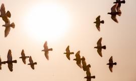 Les chemins de la Paix : succès et échecs