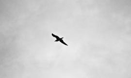 The Impact of Covid-19 Measures on Democracy, the Rule of Law and Fundamental Rights in the EU