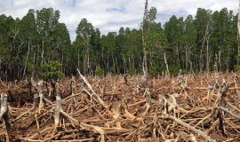 La déforestation au Brésil, une stratégie économique perdante ?