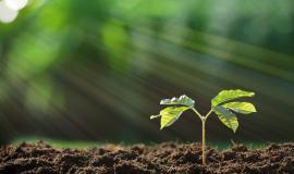 Face au réchauffement climatique, la reforestation n’est qu’une partie de la solution