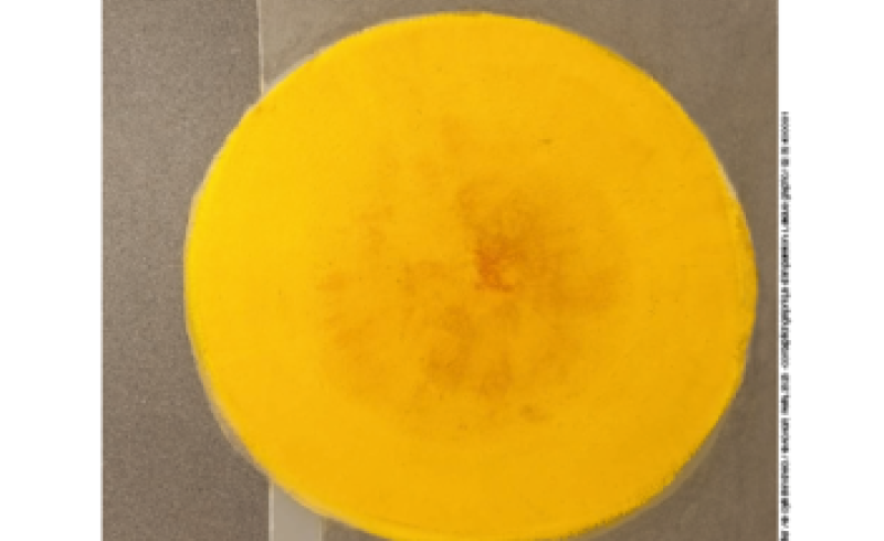 Exposition “Courage, Volonté, Vie - Les rescapés de la Shoah”