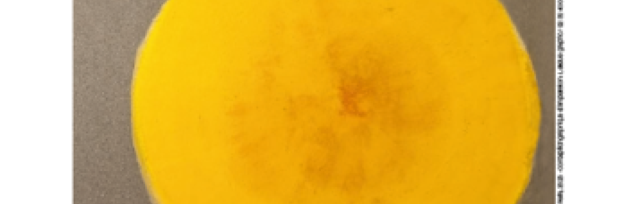 Exposition “Courage, Volonté, Vie - Les rescapés de la Shoah”